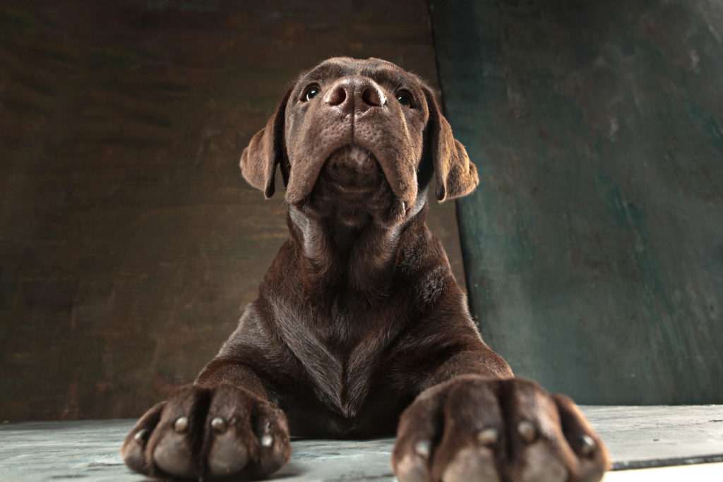 cane labrador marrone